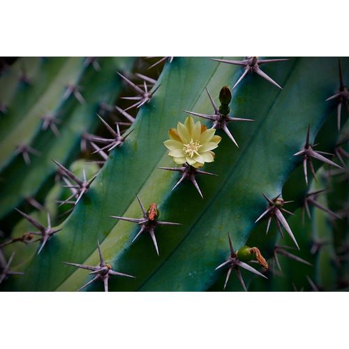 Susan Vizvary Photography 아티스트의 Yellow Flower On A Cactus작품입니다.