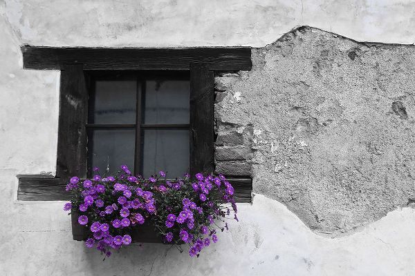 Susan Vizvary Photography 아티스트의 Purple Flowerbox Black and White작품입니다.
