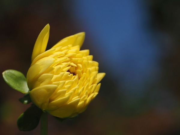 Bonin, Suzanne 아티스트의 Budding Yellow Chrysanthemum작품입니다.