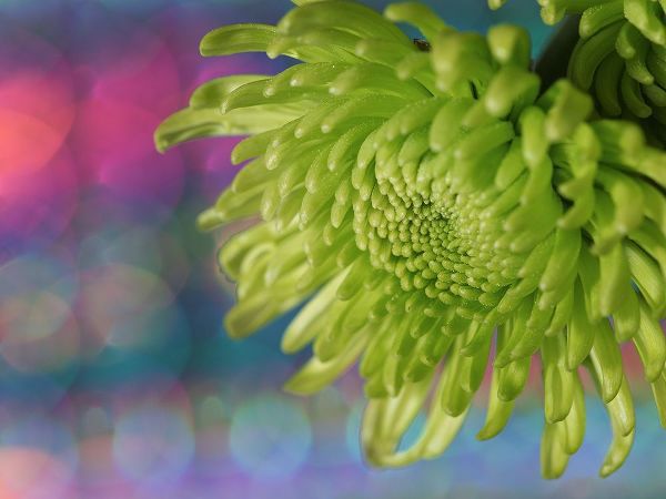 Bonin, Suzanne 아티스트의 Green Chrysanthemum작품입니다.
