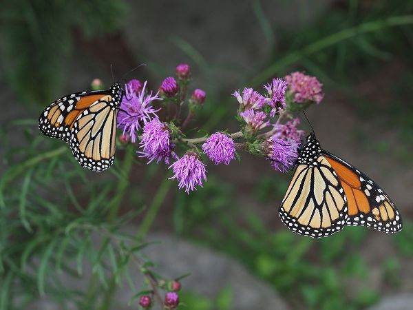 Bonin, Suzanne 아티스트의 Monarch Butterflies작품입니다.