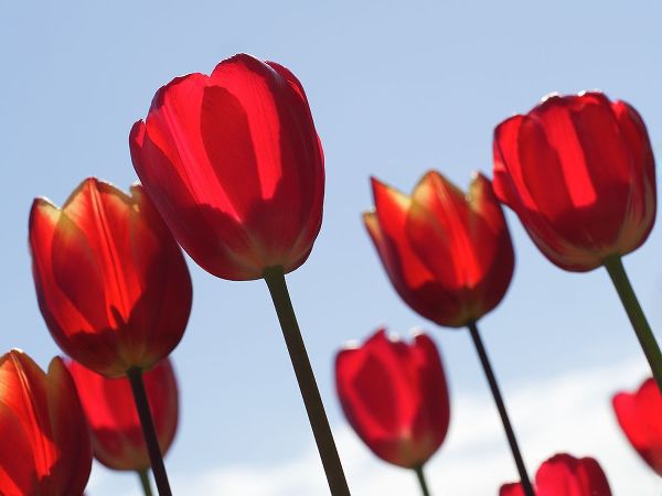 Bonin, Suzanne 아티스트의 Red Tulips작품입니다.