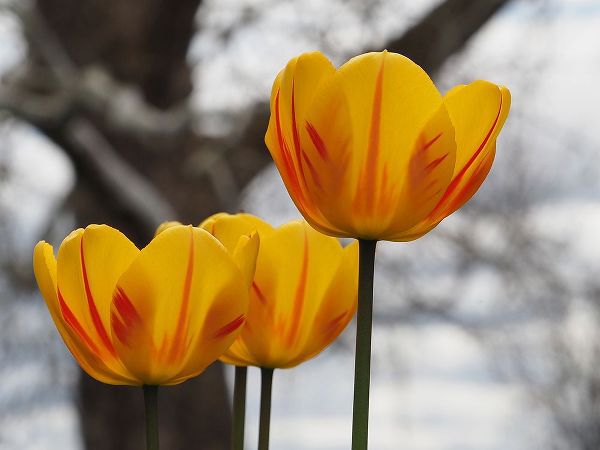 Bonin, Suzanne 아티스트의 Garden Tulips작품입니다.