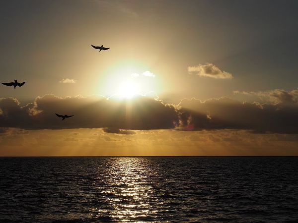Bonin, Suzanne 아티스트의 Caribbean Sunrise with Birds작품입니다.