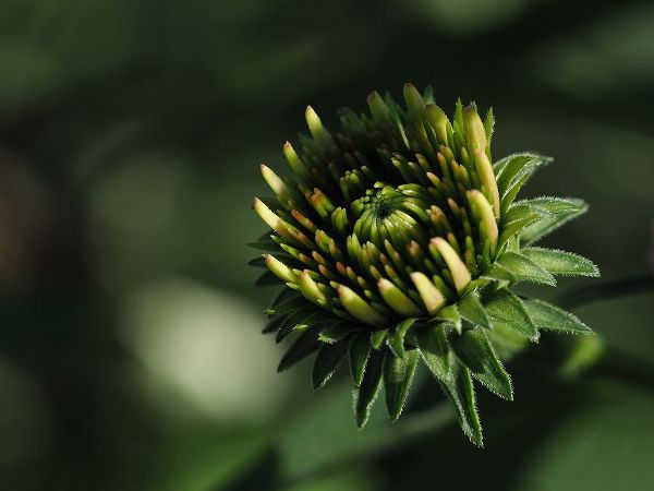Bonin, Suzanne 아티스트의 Echinacea Flower Bud작품입니다.