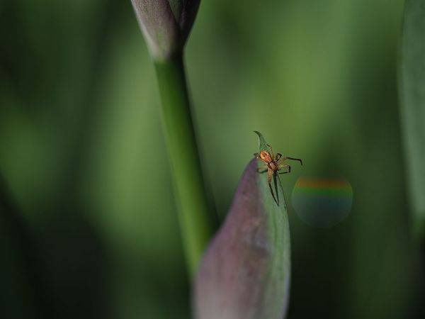 Bonin, Suzanne 아티스트의 Spider with Rainbow Drop작품입니다.