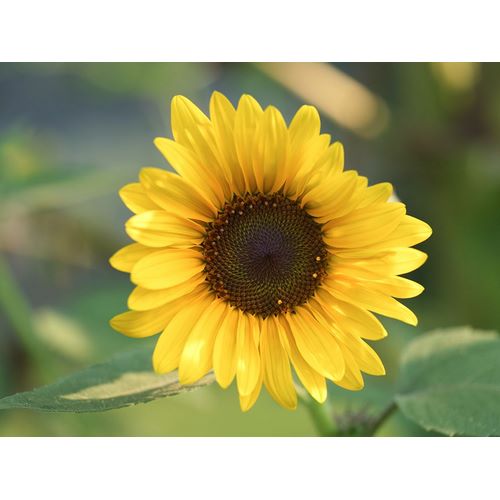 Bonin, Suzanne 아티스트의 Common Sunflower작품입니다.