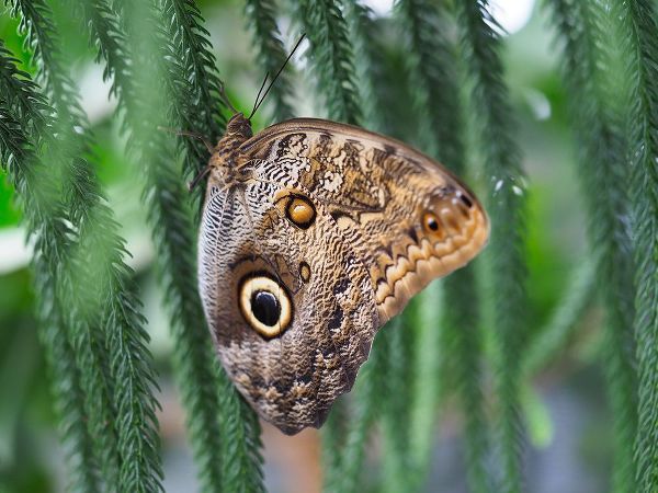 Bonin, Suzanne 아티스트의 Owl Butterfly작품입니다.