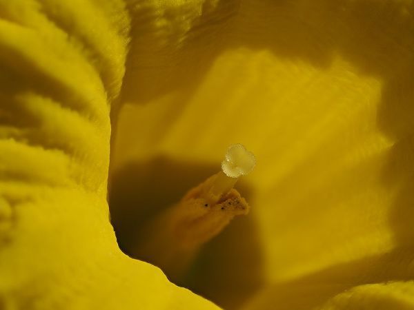 Bonin, Suzanne 아티스트의 Daffodil Stigma작품입니다.