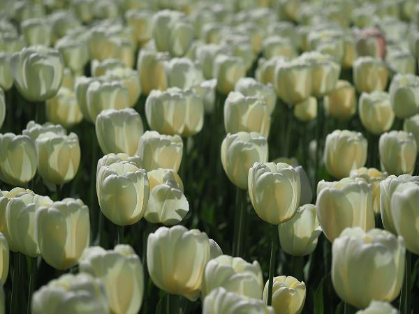 Bonin, Suzanne 아티스트의 Field Of White Tulips작품입니다.