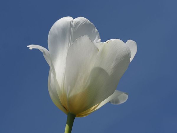 Bonin, Suzanne 아티스트의 White Tulip Blue Sky작품입니다.