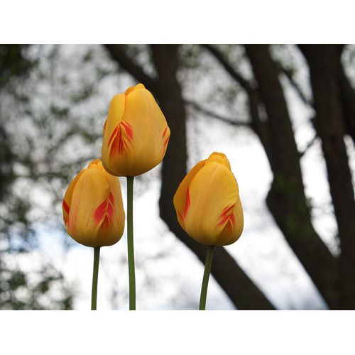 Bonin, Suzanne 아티스트의 Tulip Trio작품입니다.