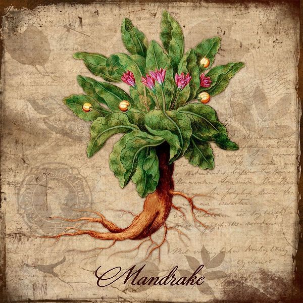 Lavoie, Tina 아티스트의 Mandrake작품입니다.