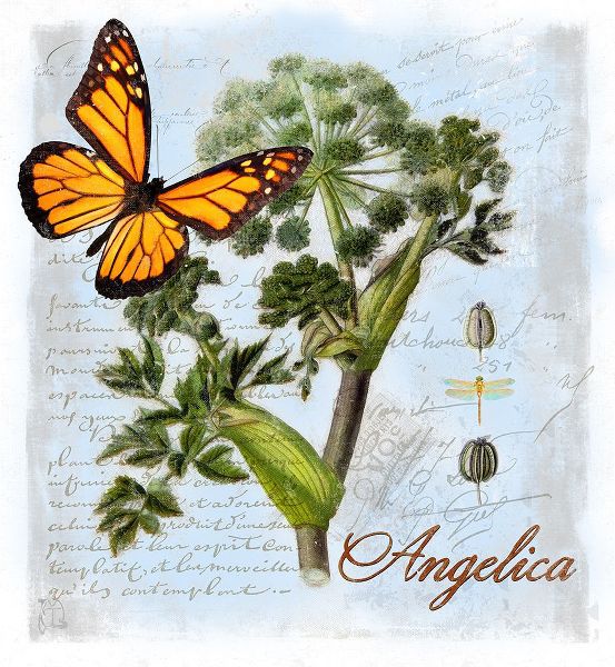 Lavoie, Tina 아티스트의 Angelica Herb작품입니다.