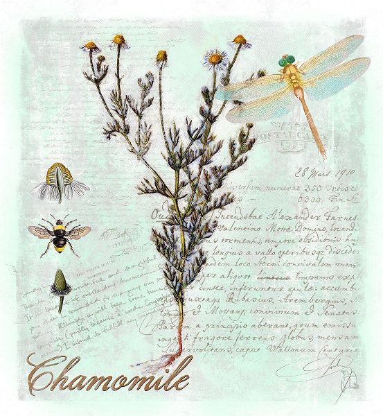 Lavoie, Tina 아티스트의 Chamomile Herb작품입니다.