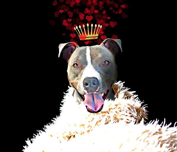 Lavoie, Tina 아티스트의 Royal Love Pup - Pit Bull Terrier작품입니다.