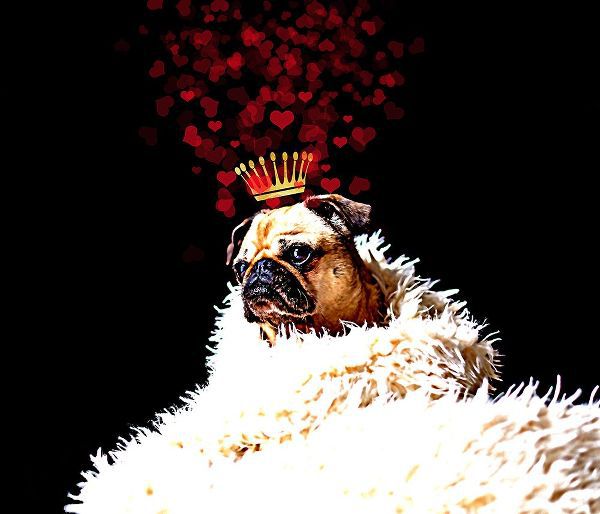 Lavoie, Tina 아티스트의 Royal Love Pup - Pug작품입니다.