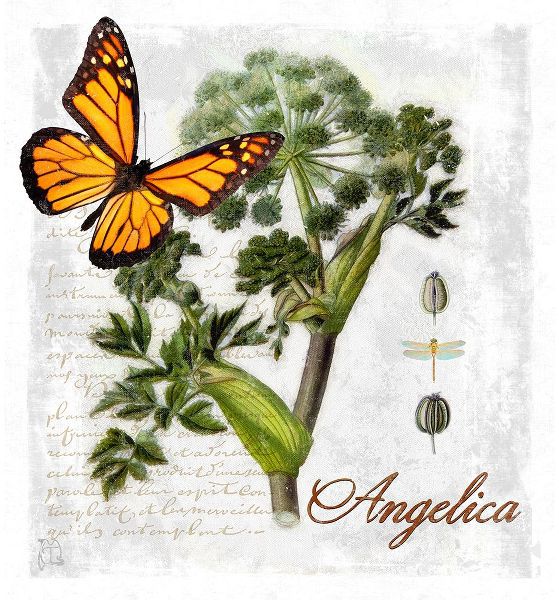 Lavoie, Tina 아티스트의 Botanical Gardern Angelica Herb작품입니다.