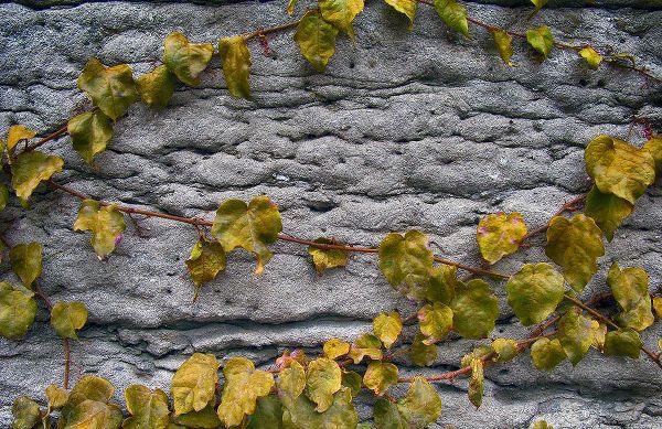 Lavoie, Tina 아티스트의 Old Montreal Ancient Wall and Ivy작품입니다.