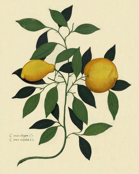 Lavoie, Tina 아티스트의 Italian Botanical Lemon Illustration 1650작품입니다.