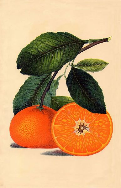Lavoie, Tina 아티스트의 Satsuma Orange 1887작품입니다.