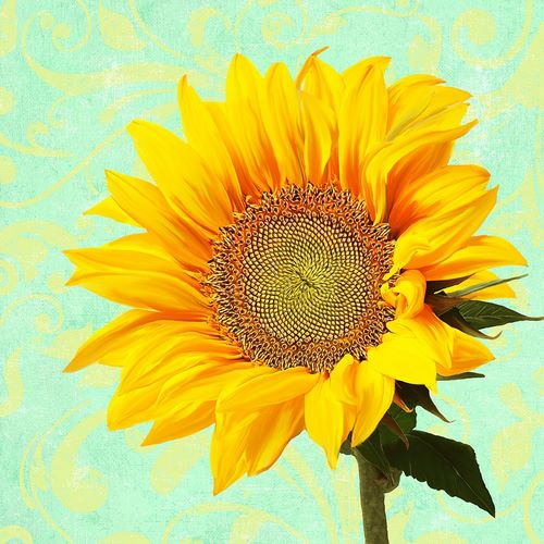 Lavoie, Tina 아티스트의 Summer Sunflower작품입니다.