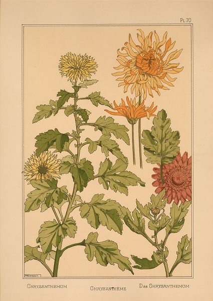 Vintage Apple Collection 아티스트의  Plate 70 - Chrysanthemum작품입니다.