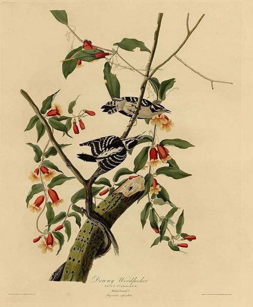 Vintage Apple Collection 아티스트의 Downy Woodpecker작품입니다.