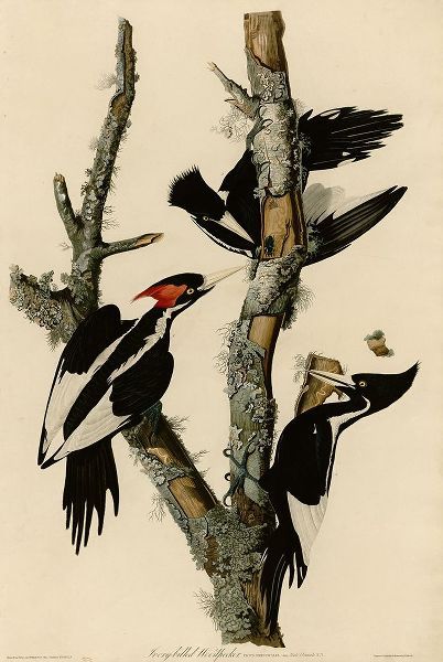 Vintage Apple Collection 아티스트의 Ivory Billed Woodpecker작품입니다.