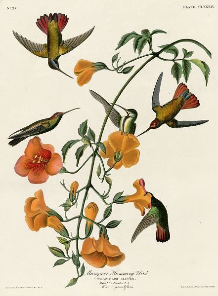 Vintage Apple Collection 아티스트의 Mangrove Hummingbird작품입니다.