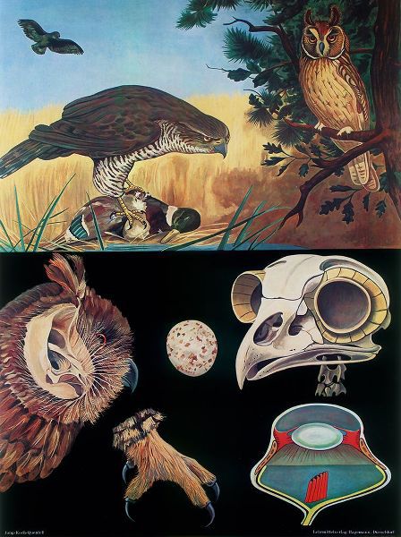 Vintage Apple Collection 아티스트의 Predatory Birds작품입니다.