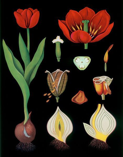 Vintage Apple Collection 아티스트의 Garden Tulip작품입니다.