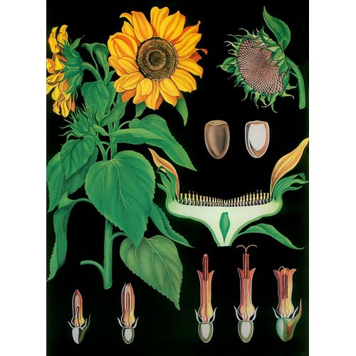 Vintage Apple Collection 아티스트의 Sunflower작품입니다.