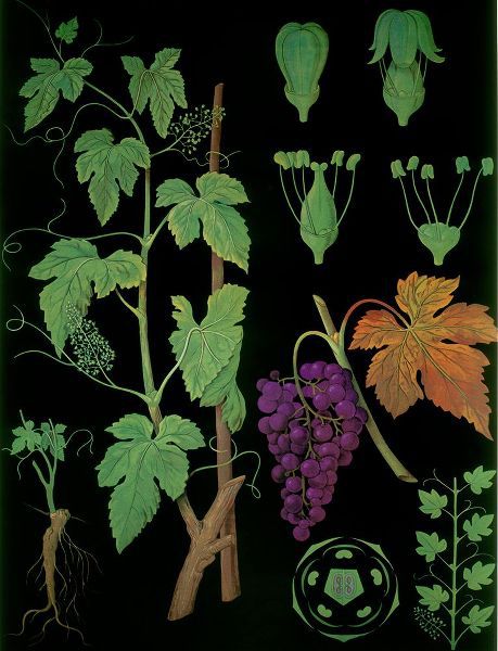 Vintage Apple Collection 아티스트의 Wine Grapevine작품입니다.