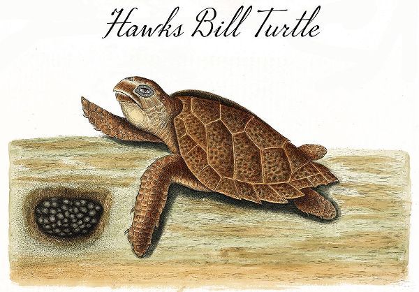 Vintage Apple Collection 아티스트의 Hawks Bill Turtle작품입니다.