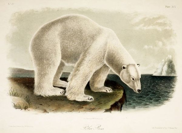Vintage Apple Collection 아티스트의 Polar Bear작품입니다.