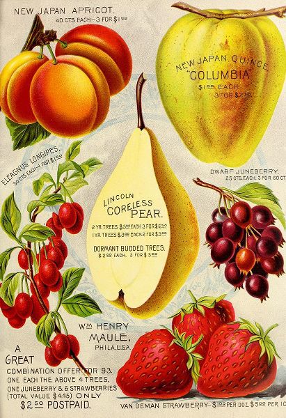 Vintage Apple Collection 아티스트의 1893 Maule Pear작품입니다.