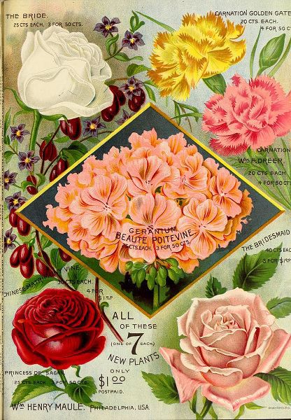 Vintage Apple Collection 아티스트의 1893 Maules See Geraniums작품입니다.