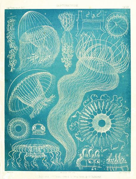 Vintage Apple Collection 아티스트의 Jellyfish Sealife작품입니다.