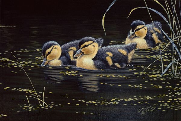 Goebel, Wilhelm 아티스트의 Mallard Ducklings작품입니다.