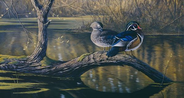 Goebel, Wilhelm 아티스트의 Spring Pair - Wood Ducks작품입니다.