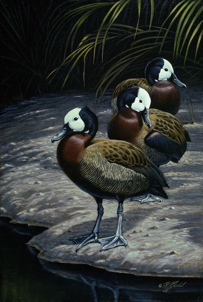 Goebel, Wilhelm 아티스트의 White Faced Whistleing Ducks작품입니다.