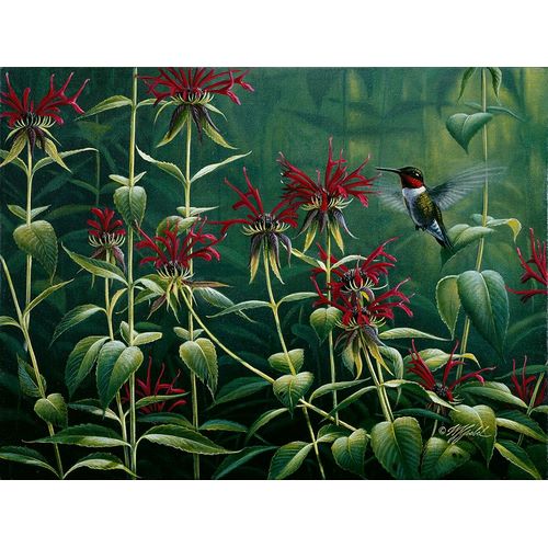 Goebel, Wilhelm 아티스트의 Ruby Throat Hummingbird And Monarda작품입니다.