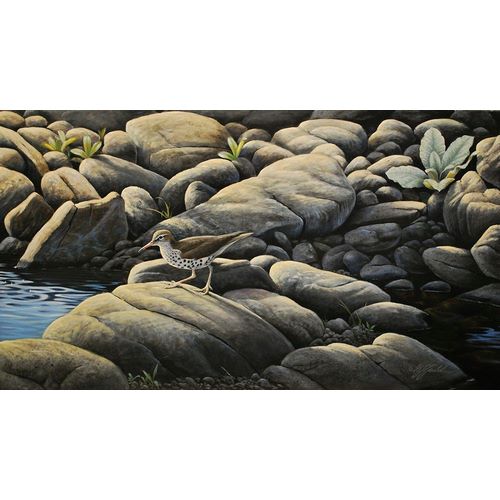 Goebel, Wilhelm 아티스트의 Along The Creek - Spotted Sandpiper작품입니다.