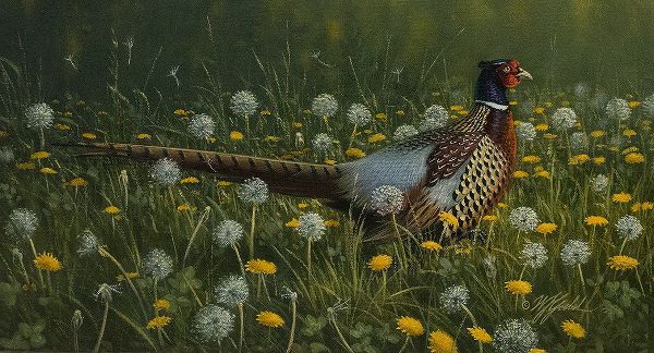 Goebel, Wilhelm 아티스트의 Dandy Rooster - Formosan Ring-necked Pheasant작품입니다.