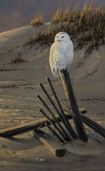 Goebel, Wilhelm 아티스트의 Dune Watcher - Snowy Owl작품입니다.