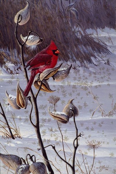 Goebel, Wilhelm 아티스트의 Cardinal And Milkweed작품입니다.