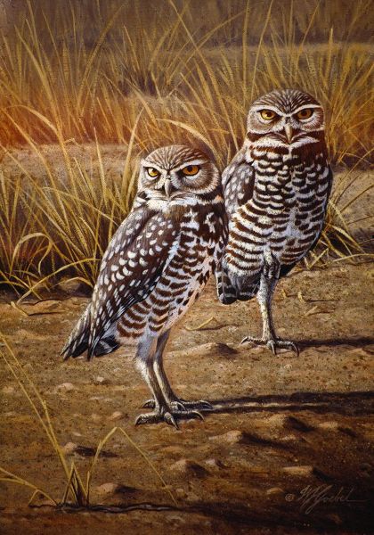 Goebel, Wilhelm 아티스트의 Burrowing Owls작품입니다.