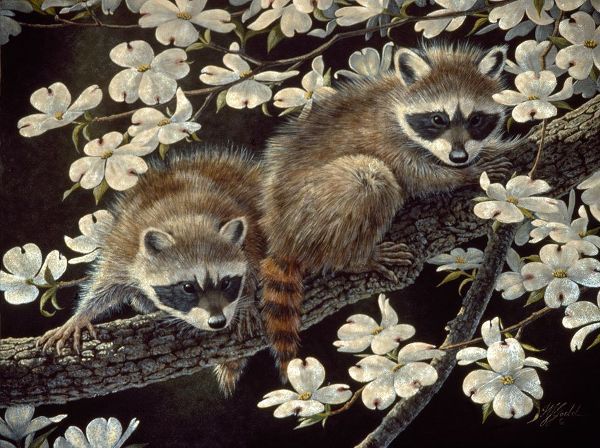 Goebel, Wilhelm 아티스트의 Dogwood Hideout - Young Raccoons작품입니다.