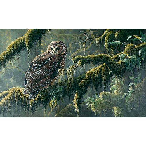 Goebel, Wilhelm 아티스트의 Spirit Of Ancient Forests - Spotted Owl작품입니다.